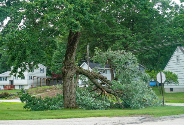 Best Fruit Tree Pruning  in Ocean Bluff Brant Rock, MA