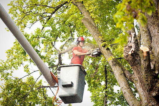 How Our Tree Care Process Works  in  Ocean Bluff Brant Rock, MA